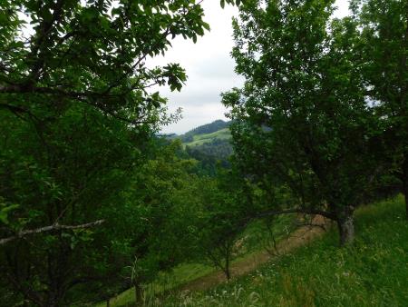 Sirarstvo Secnik (8)